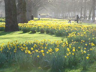 St. James Park